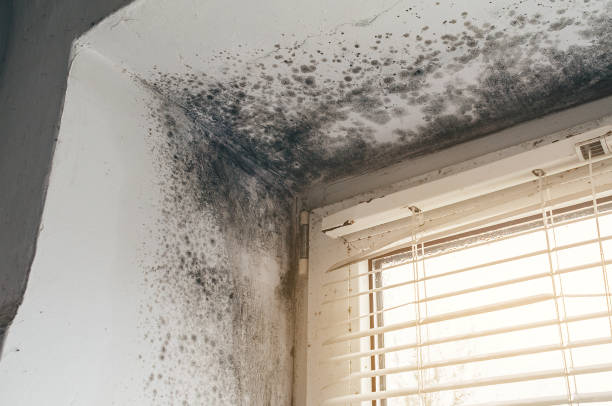 Affordable Attic Mold Remediation solutions in Betterton, MD